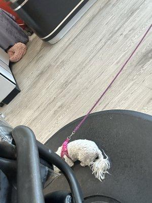 Cute puppy hangs out in the shop 3