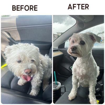 Before & after grooming