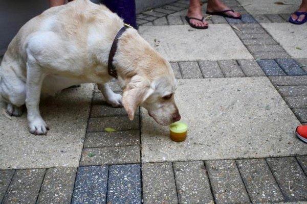 There is an approximately 100% satisfaction rate among dog taste testers with our frozen Slobber Shot treats.