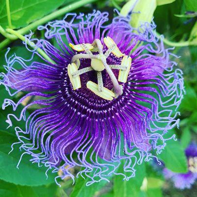 Oh wow!!!  Passion flower.  Great vine for your gardens.