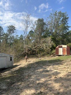 Tree out of yard and house