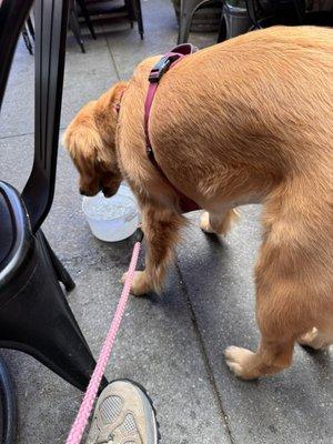 My dog enjoying the ice water