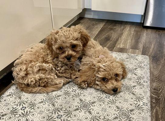 Chloe & Demi, Cockapoo puppies