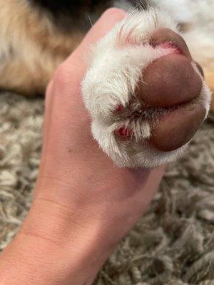 Jojo's hind paw after I washed with wet cloth