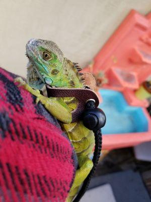 Nancy getting ready for her leash walk.