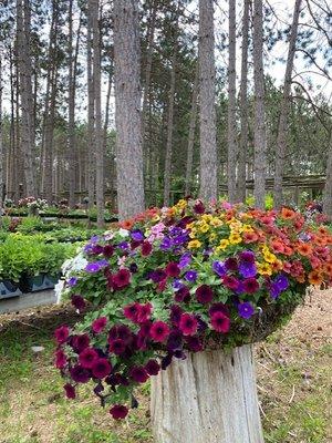 Magical tree stump flower display.