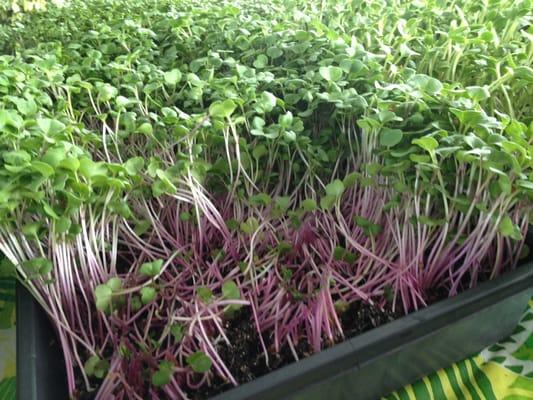 Radish microgreens