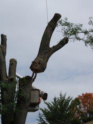 Brown Tree Service