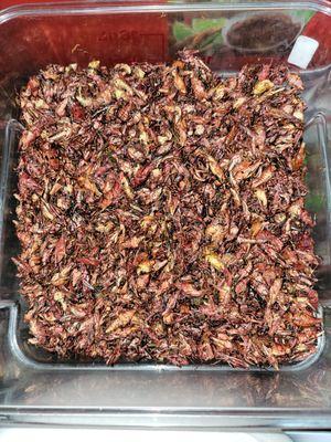 Chapulines de mexico