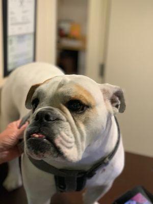 Lovely dog at the front desk.