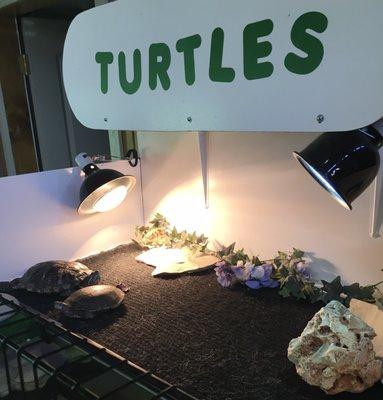 Turtle exhibit.