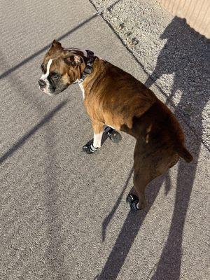 Junior loves walking to "his" coffee shop!