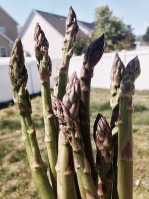 Fresh Asparagus from Stew's Garden $2.50/lb