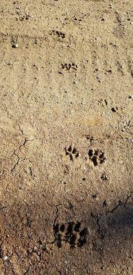 Mt. Lion tracks