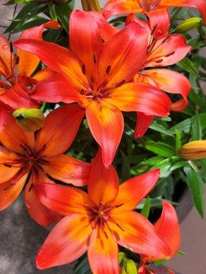 Lilies at the outdoor seating