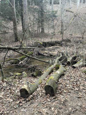 Some streams off the main creek flow.