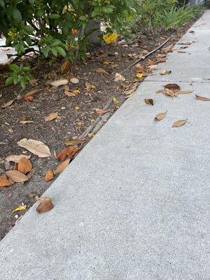 Sidewalks 'after' they cleaned... they blows all leaves all over the place