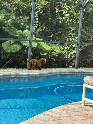 Pinch A Penny helps me keep my pool sparkling clean