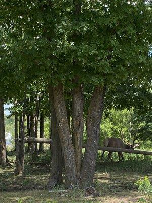 Elk back in the trees