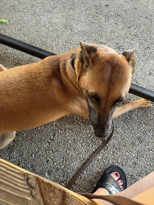 Dog friendly on the patio!