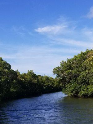 A mangrove short cut and the creatures that live in them.