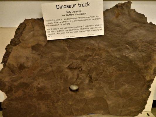 Dinosaur Track - found in Hartford, Ct.