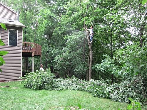 Tree Trimming