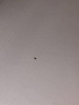 Bed bug on bed