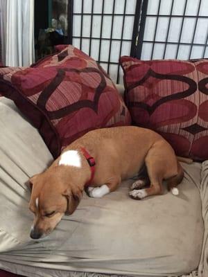 Jimmy, sleeping after his visit to K-9 groomers, nails are so perfect thanks to Keri.