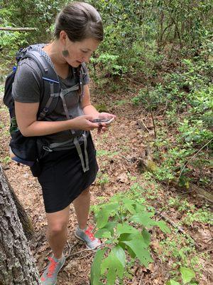 Identifying a Sassafras plant. It tastes like root beer.