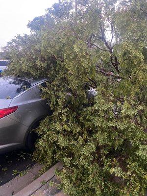 Trees will fall on your car. The complex is so poorly built.