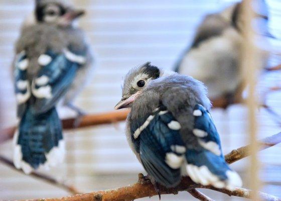 Orphaned juvenile Blue Jay.