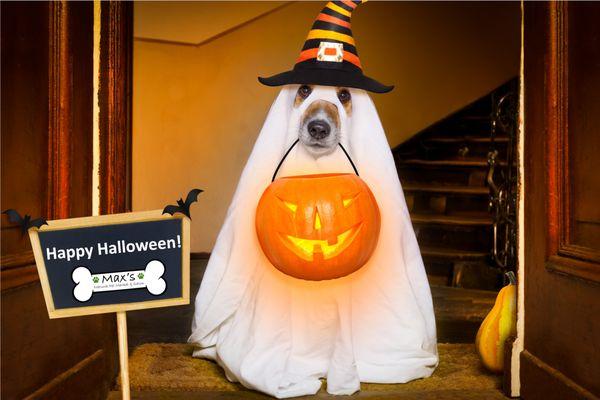 Halloween is right around the corner.  Come check out the latest costumes for your fur babies!