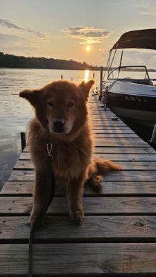 Meet Nala. A 11 year old Chow / Golden Retriever mix. Absolute sweetheart. Never barks or growls. Extremely chill and compliant.