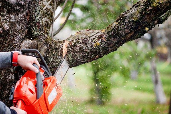 Mall's Tree Service