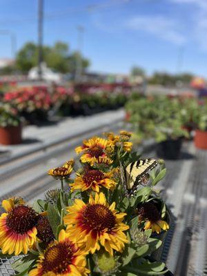 Under the Sun Garden Center