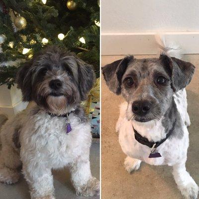 Before and after with our fuzzy pup!