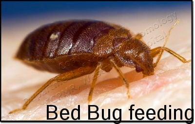 Pest Management Service