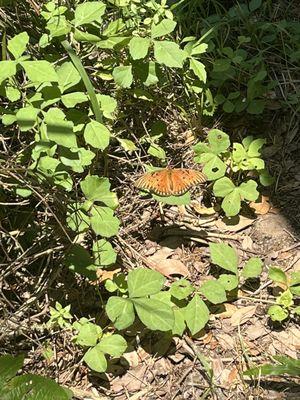 Baton Rouge Audubon Society Peveto Woods Sanctuary