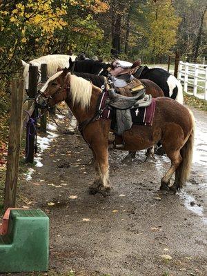 Horses are well kept and gentle giants