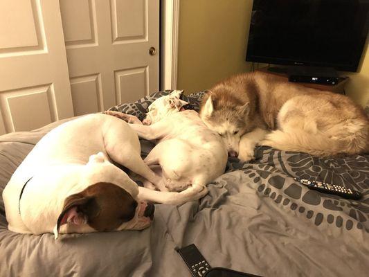 All three snuggling up