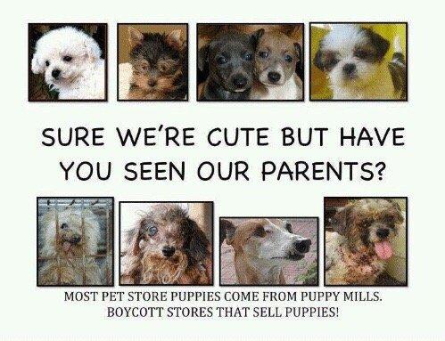 BOYCOTT PUPPIES GALORE