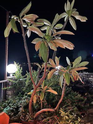 Outside - Plumeria on the patio!