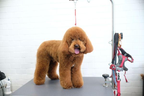 Doodle grooming, Dog grooming salon in West LA, dog grooming salon in Palms, dog grooming salon in 90034