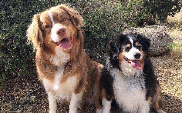 Oso and Cody - Happy Dogs at Albuquerque Doggie Spa!