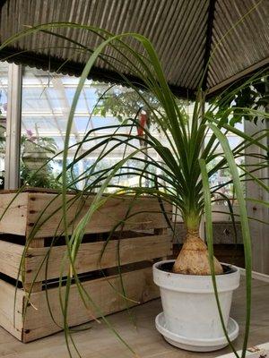 Ponytail palm