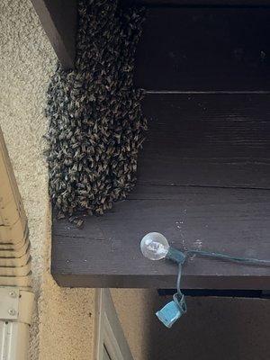 Bee Removal Specialist