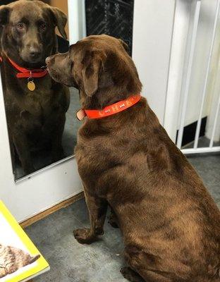 Our pets always take a final look at themselves as they leave our grooming spa feeling and looking fabulous