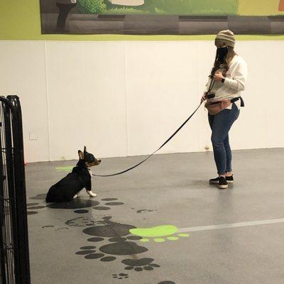 Obedience 101 Class