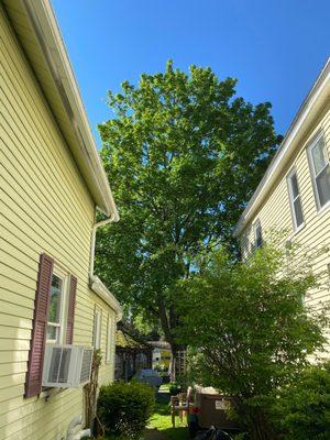 Maple tree